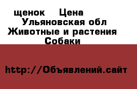 щенок  › Цена ­ 1 500 - Ульяновская обл. Животные и растения » Собаки   